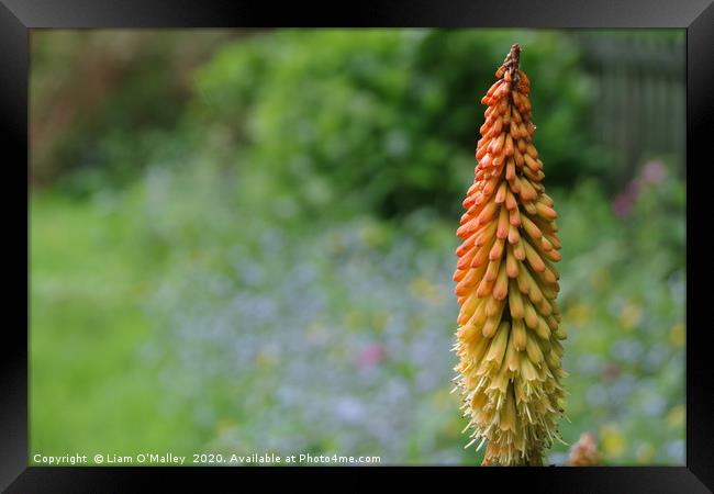 Red Hot Poker Lily Framed Print by Liam Neon