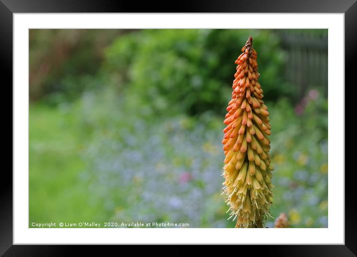 Red Hot Poker Lily Framed Mounted Print by Liam Neon