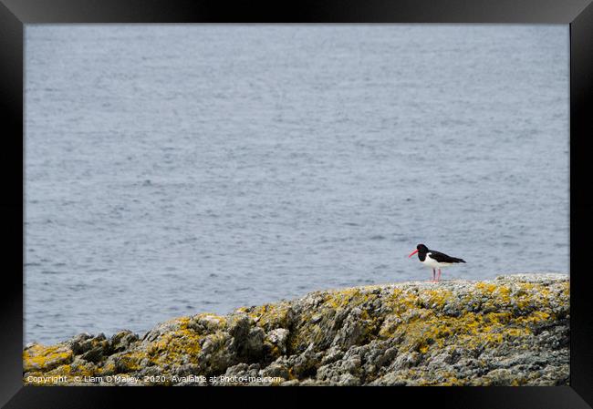 Oyster Catcher on the Welsh Coast Framed Print by Liam Neon