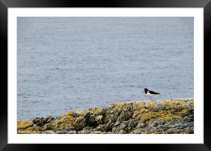 Oyster Catcher on the Welsh Coast Framed Mounted Print by Liam Neon