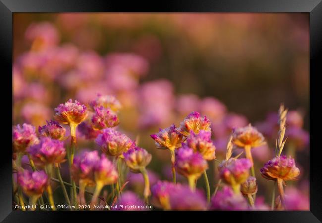 Pink Thrift Flowers in the Evening Sun Framed Print by Liam Neon