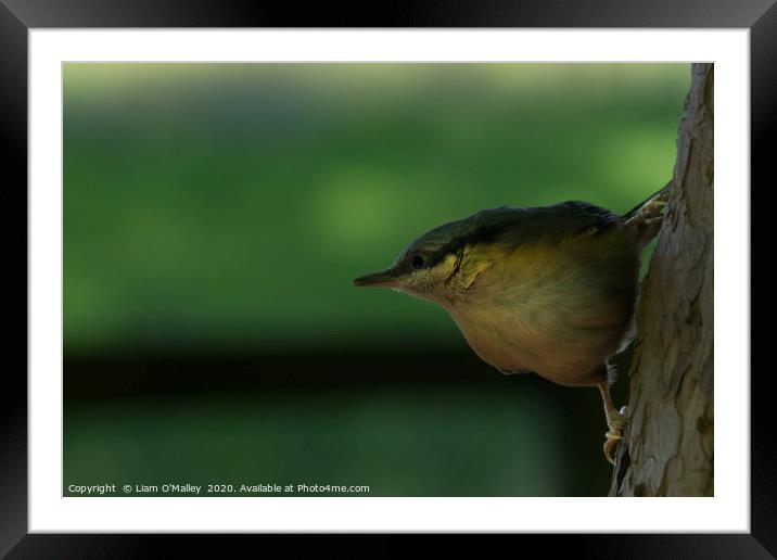 Nuthatch on a Fir Framed Mounted Print by Liam Neon