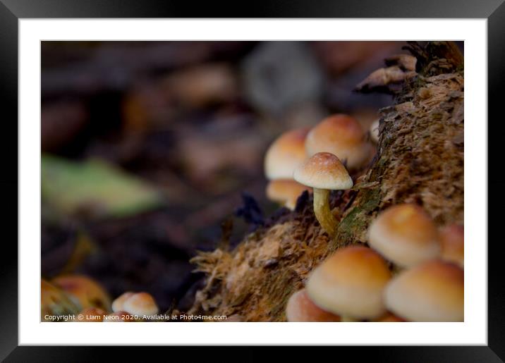 Woodland Autumn Mushroom  Framed Mounted Print by Liam Neon