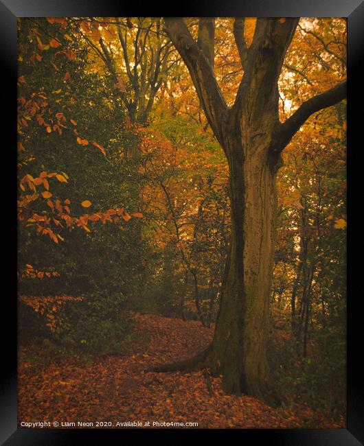 Caldy Autumn Trail Framed Print by Liam Neon