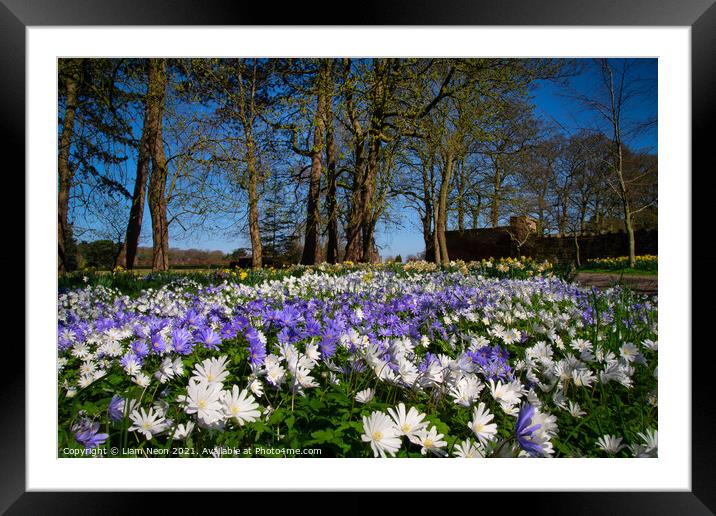 Thornton Manor Wild Flowers Fields Framed Mounted Print by Liam Neon
