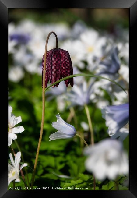 Snake’s head fritillary at Thornton Manor Framed Print by Liam Neon