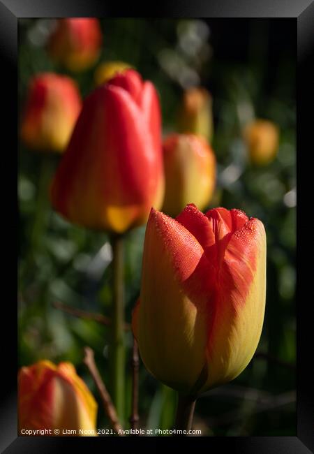 Tulip Dew Framed Print by Liam Neon