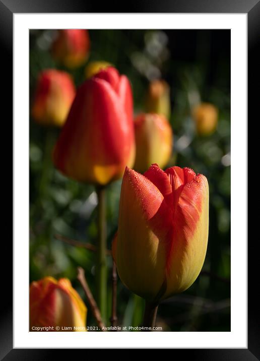 Tulip Dew Framed Mounted Print by Liam Neon
