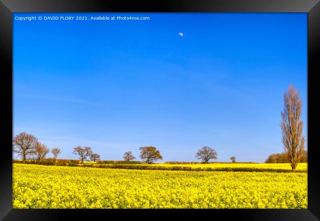 Moon over rapeseed crop Framed Print by DAVID FLORY