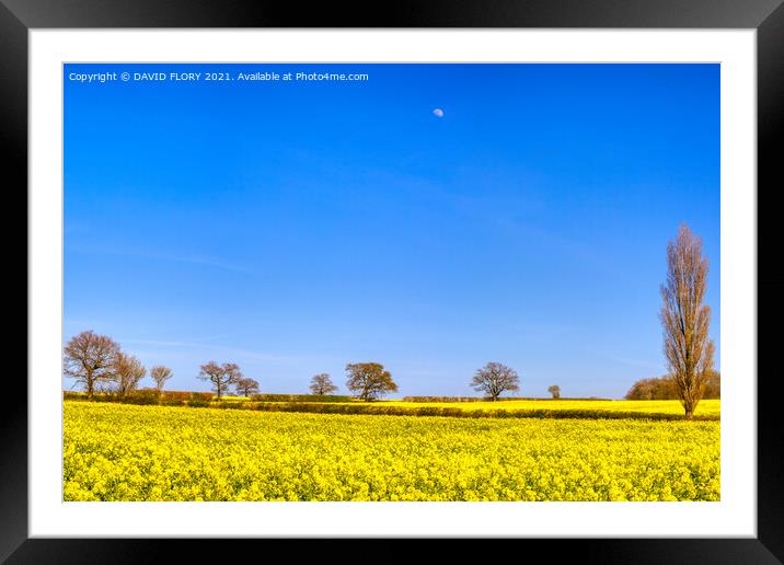 Moon over rapeseed crop Framed Mounted Print by DAVID FLORY