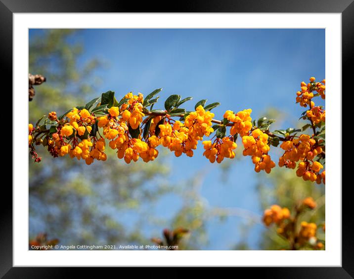 Berberis Flowers Framed Mounted Print by Angela Cottingham