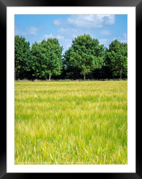 Summer Wheat Field  Framed Mounted Print by Angela Cottingham