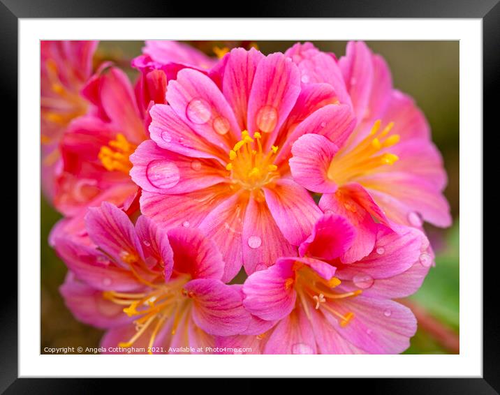 Lewisia Elise flowers with Water Droplets Framed Mounted Print by Angela Cottingham