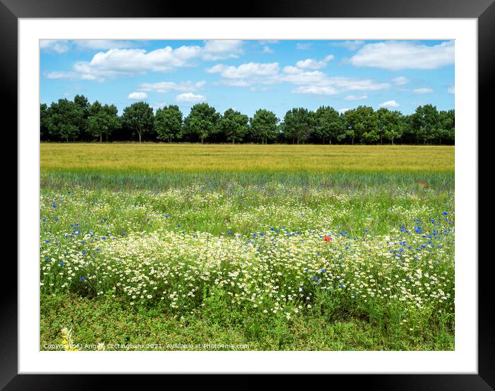 Field with Flowers Framed Mounted Print by Angela Cottingham