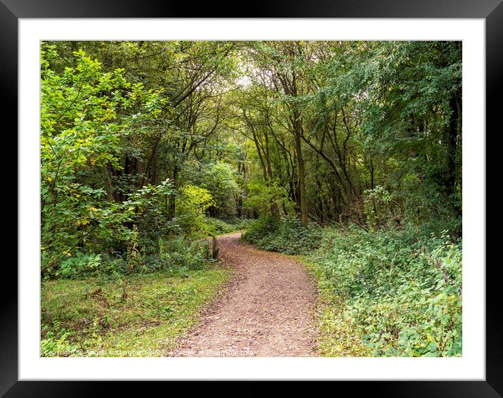 Path Into the Woods Framed Mounted Print by Angela Cottingham