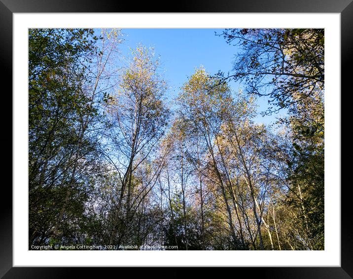 Amongst the Trees Framed Mounted Print by Angela Cottingham