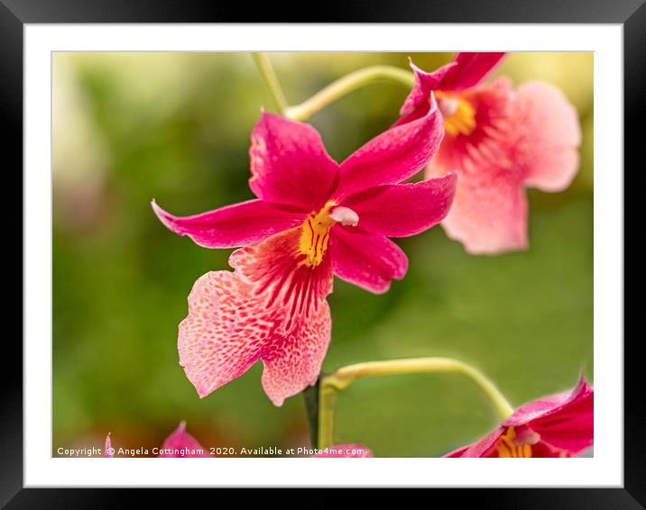 Pink Orchids with a Green Background Framed Mounted Print by Angela Cottingham