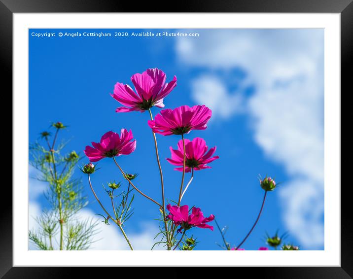 Pink Cosmos, Blue Sky Framed Mounted Print by Angela Cottingham