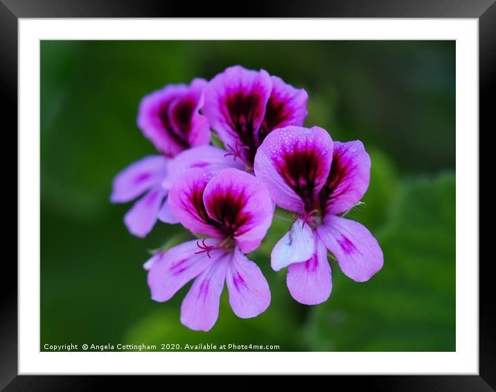 Rose Geranium Flower Framed Mounted Print by Angela Cottingham