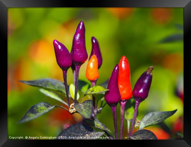 Purple Tiger Chilli Peppers Framed Print by Angela Cottingham