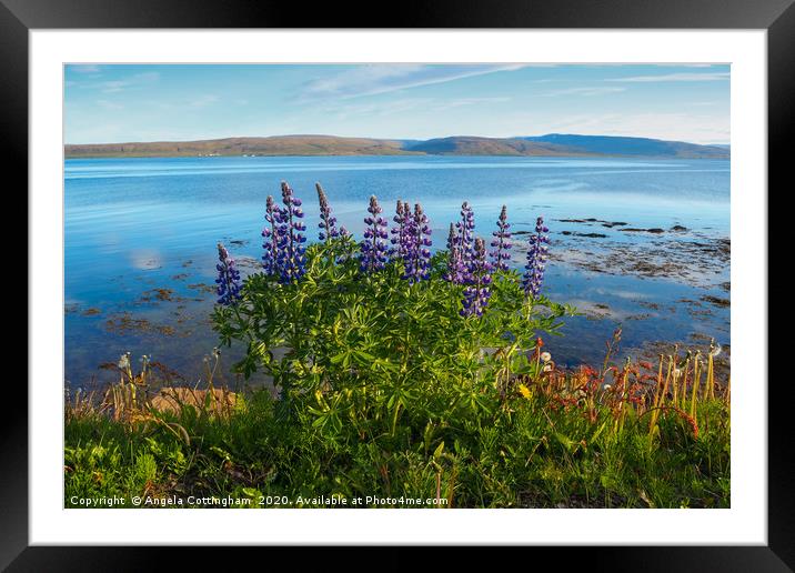 Lupins by the Fjord Framed Mounted Print by Angela Cottingham