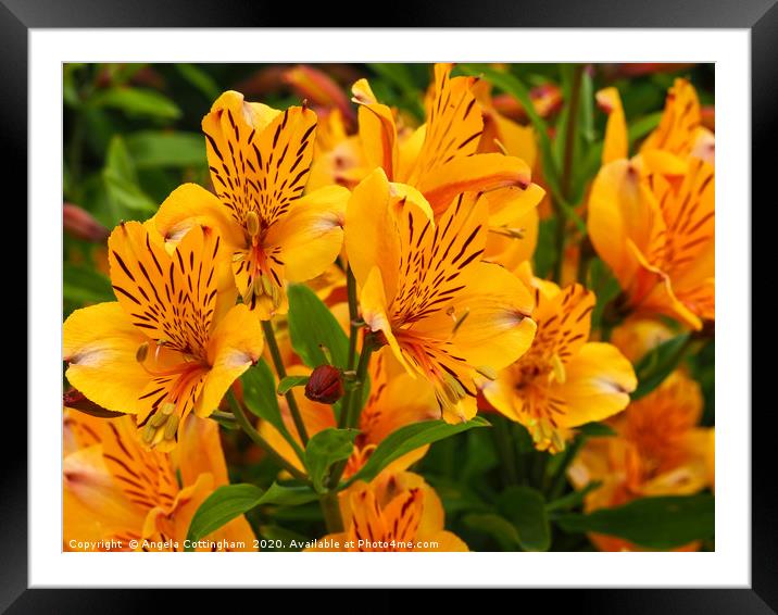 Alstroemeria 'Golden Delight' Framed Mounted Print by Angela Cottingham