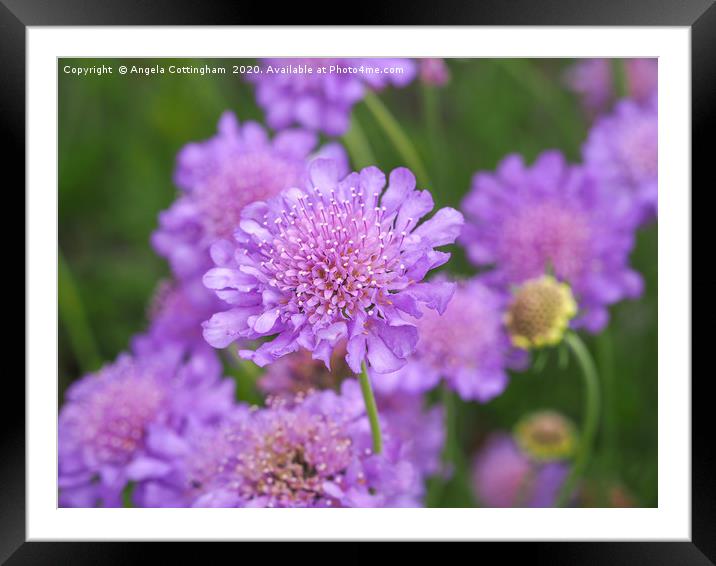 Scabious Flowers Framed Mounted Print by Angela Cottingham