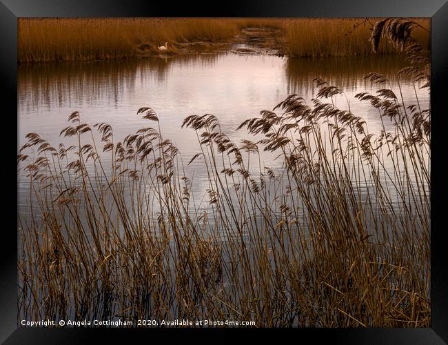 Wetlands at Far Ings Framed Print by Angela Cottingham