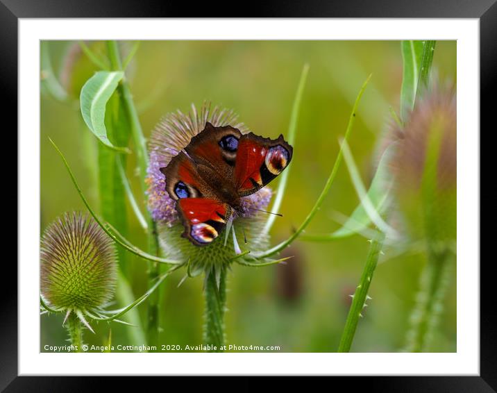 Peacock Butterfly on a Teasel Flower Framed Mounted Print by Angela Cottingham