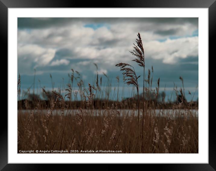 Reeds at Wheldrake Framed Mounted Print by Angela Cottingham