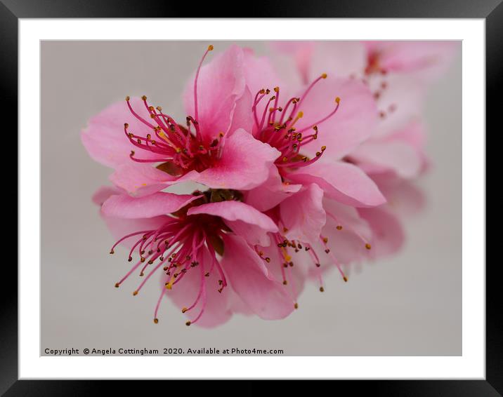 Pink Peach Blossom Framed Mounted Print by Angela Cottingham