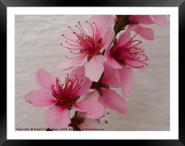 Pretty Pink Peach Blossom Framed Mounted Print by Angela Cottingham