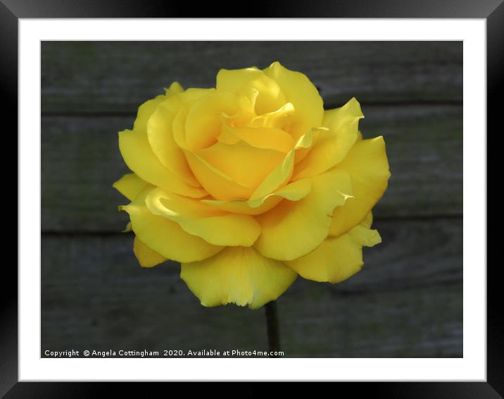Yellow Rose Framed Mounted Print by Angela Cottingham
