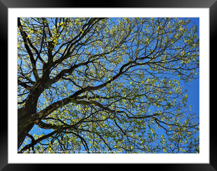 Spring Sycamore Framed Mounted Print by Angela Cottingham