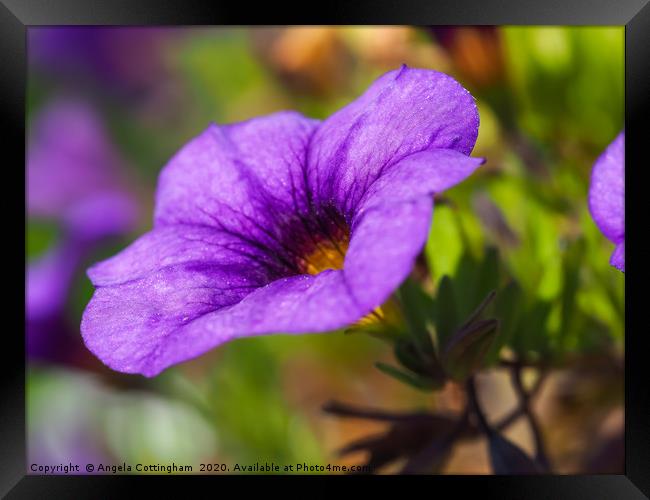 Calibrachoa Framed Print by Angela Cottingham