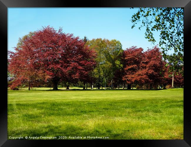 Copper Beech and Silver Birch Framed Print by Angela Cottingham