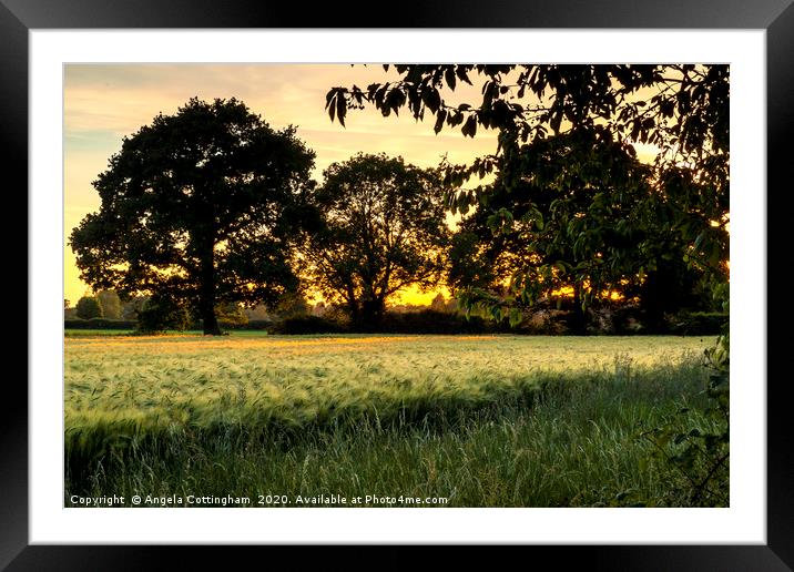 Evening Glow Framed Mounted Print by Angela Cottingham