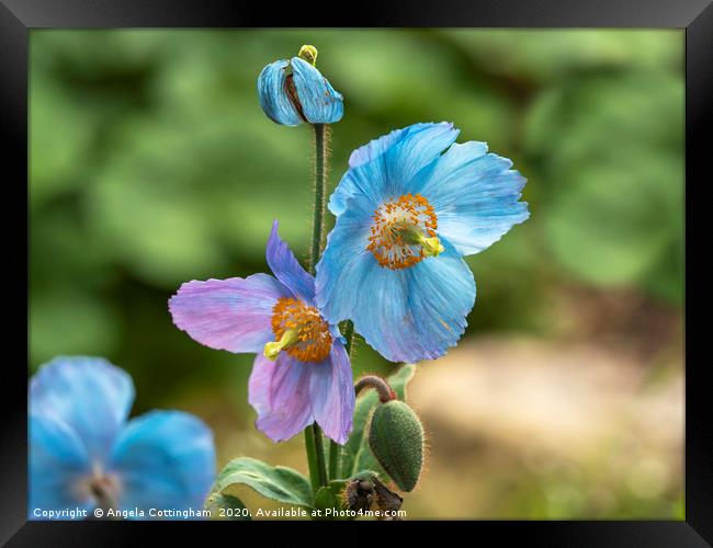 Meconopsis Poppies Framed Print by Angela Cottingham