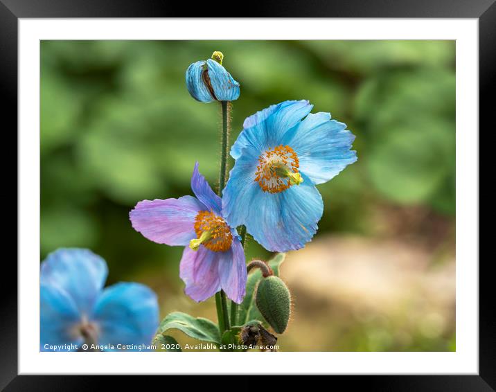 Meconopsis Poppies Framed Mounted Print by Angela Cottingham