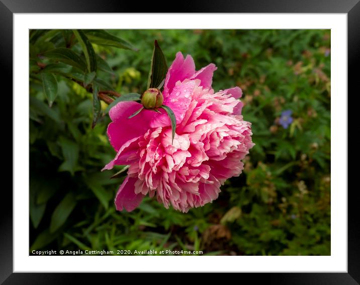 Pink Peony Framed Mounted Print by Angela Cottingham
