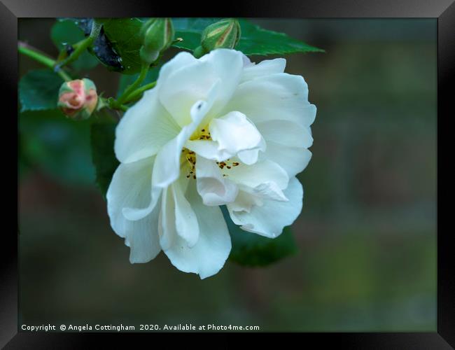 Climbing Rose Framed Print by Angela Cottingham