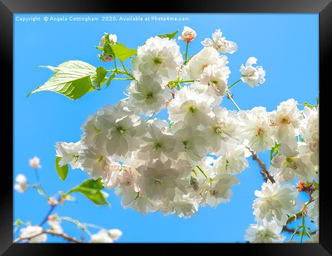 White Cherry Blossom Framed Print by Angela Cottingham