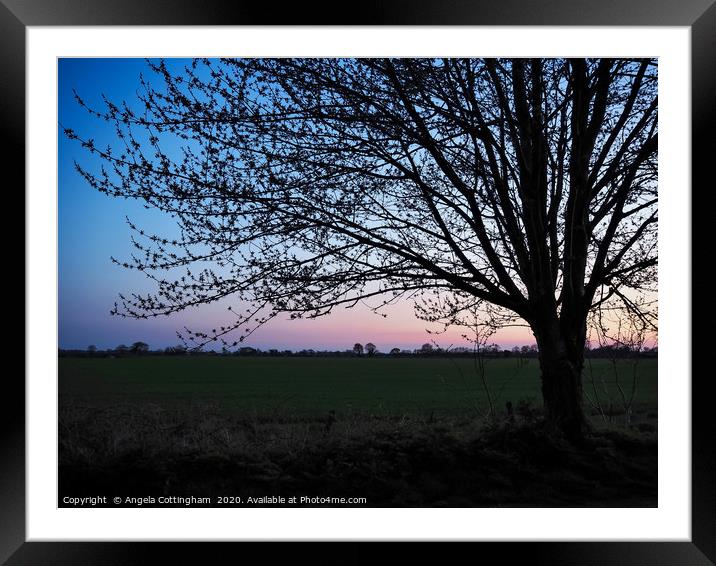 Tree Just After Sunset Framed Mounted Print by Angela Cottingham