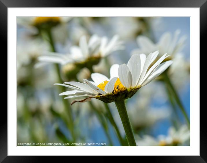 Oxeye Daisies Framed Mounted Print by Angela Cottingham