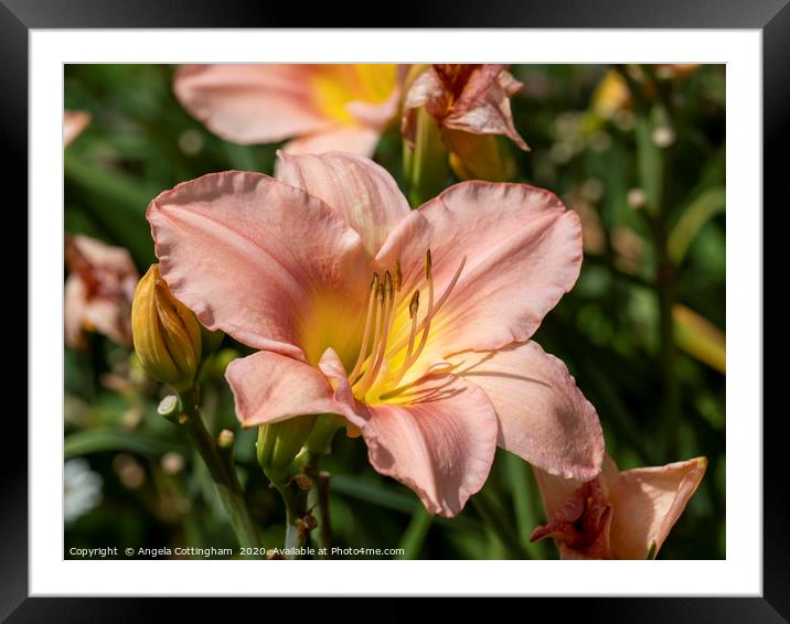 Peach Daylily Framed Mounted Print by Angela Cottingham