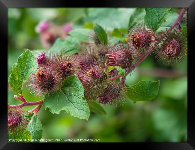 Burdock Framed Print by Angela Cottingham