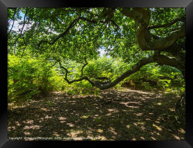 Oak Tree Branches Framed Print by Angela Cottingham