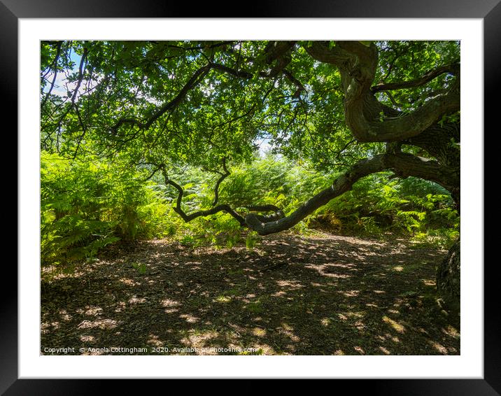 Oak Tree Branches Framed Mounted Print by Angela Cottingham