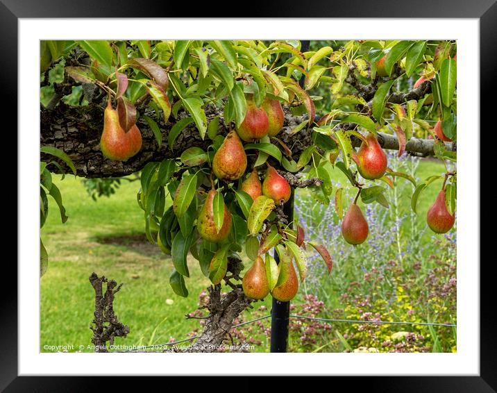 Pears on a Pear Tree Framed Mounted Print by Angela Cottingham