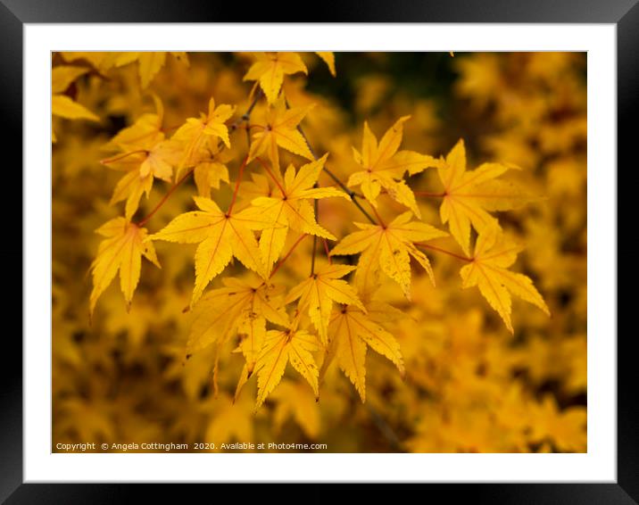 Yellow Leaves Framed Mounted Print by Angela Cottingham